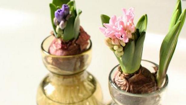 风信子水培方法（从萌发到开花，用水养出美丽的风信子）