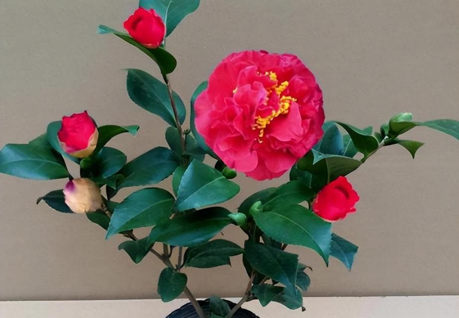 耐冬花的养殖方法（教你打造冬季盛开的花园）