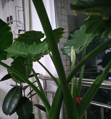滴水观音花的养护（打造观赏级盆景的秘诀）