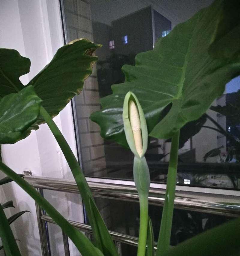 滴水观音花的养护（打造观赏级盆景的秘诀）