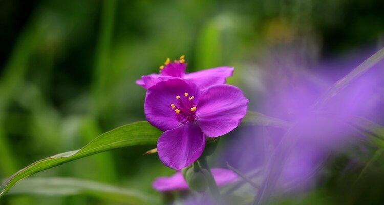 紫露草的花语（传递着幸福和坚韧不拔的力量，让我们一起解读紫露草的花语）