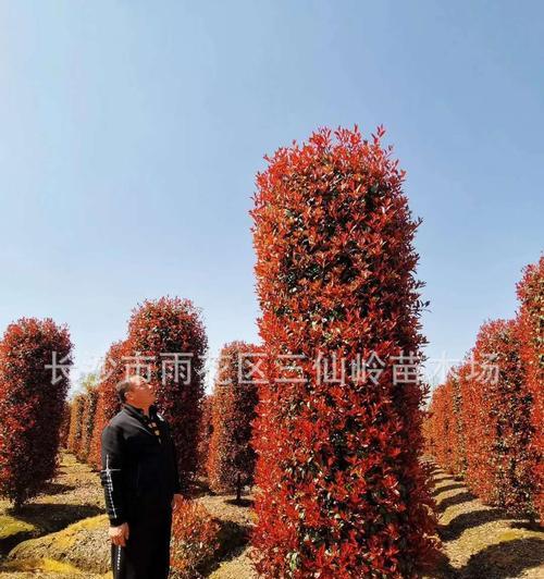 红叶石楠品种详解（探索红叶石楠的多样魅力）