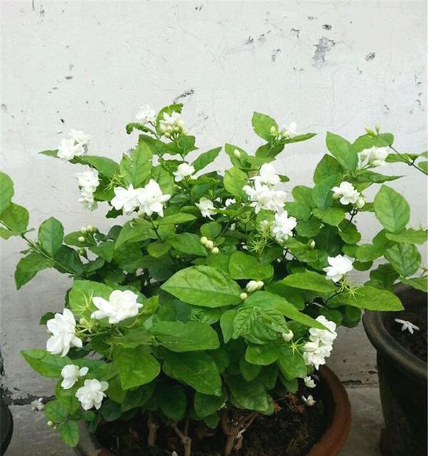 如何种植茉莉花（茉莉花的生长环境与细节）