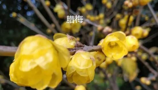 腊梅与梅花的区别（探究腊梅与梅花的特点及异同）