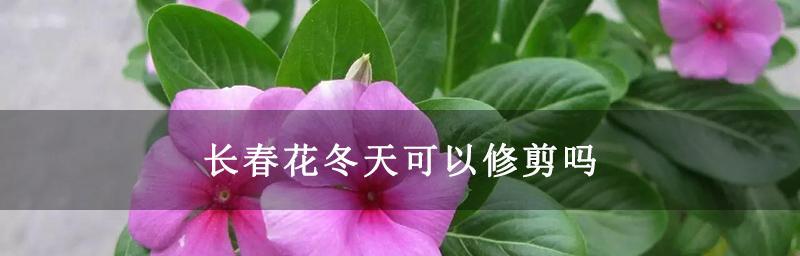 如何正确修剪长春花（掌握这些技巧让您的花园更美丽）