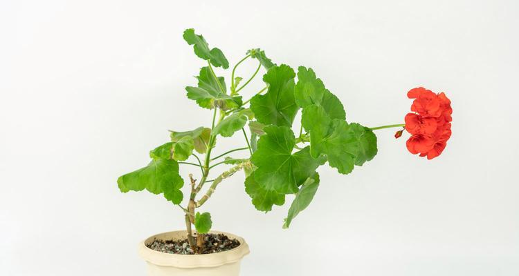 天竺癸养护秘籍（打造健康有光泽的天竺癸）