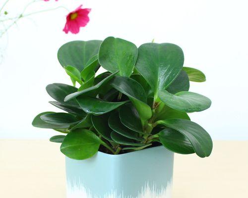 四季常青的绿植（欣赏四季常青植物的美丽与实用）