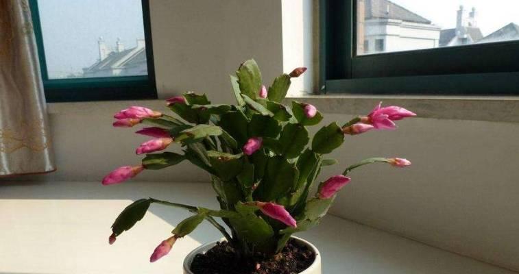 蟹爪兰修剪全攻略（快速学会蟹爪兰修剪技巧，让植株更健康）