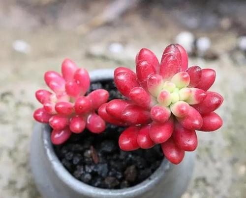 如何让多肉“肥肥胖胖”？（多肉植物的肥料和养护技巧）