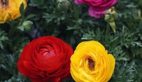 牡丹花养护指南（从选种到开花，让您轻松养出美丽的牡丹花）