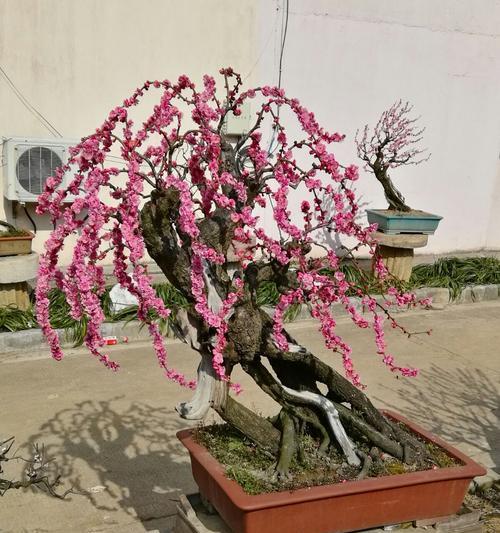 盆栽梅花的修剪方法（打造精致盆栽，四步走）