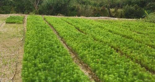 马尾松树苗种植指南（从选地到育苗，教你轻松搞定）