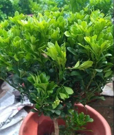 如何处理米兰花烂根的问题？（八个简单方法让你拥有健康的米兰花）