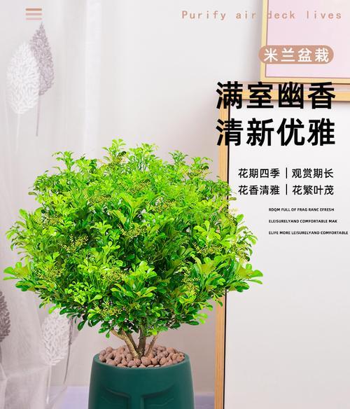 如何处理米兰花烂根的问题？（八个简单方法让你拥有健康的米兰花）