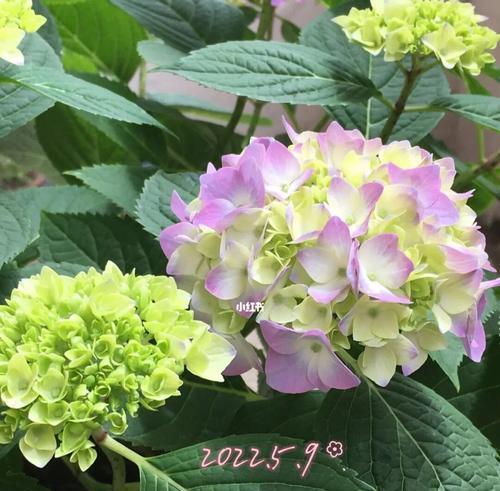 绣球开花时间及品种特点详解