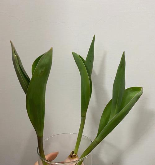 水培郁金香的技术要点（打造美丽花园的绝佳选择）