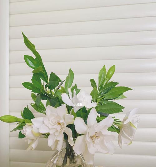 探秘栀子花香（一个馥郁芬芳的世界）