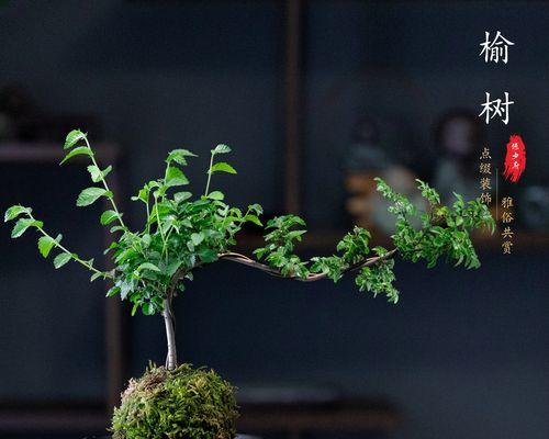 榆树盆景冬季养护指南（让你的榆树盆景过个暖心冬季）