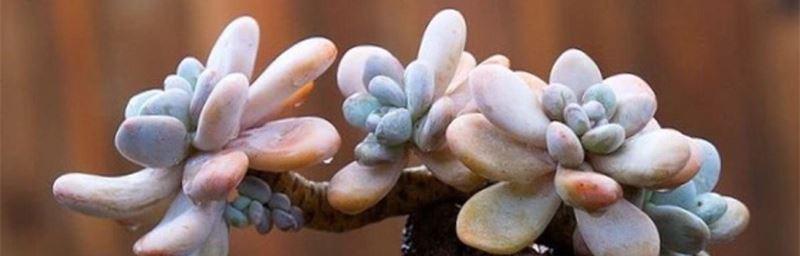 多肉植物养护技巧（掌握这些养护技巧，让你的多肉植物爆盆生长）