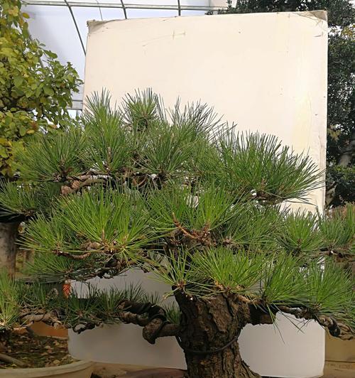 如何养护黑松盆景（从选材到修剪，全方位打造健康的黑松盆景）