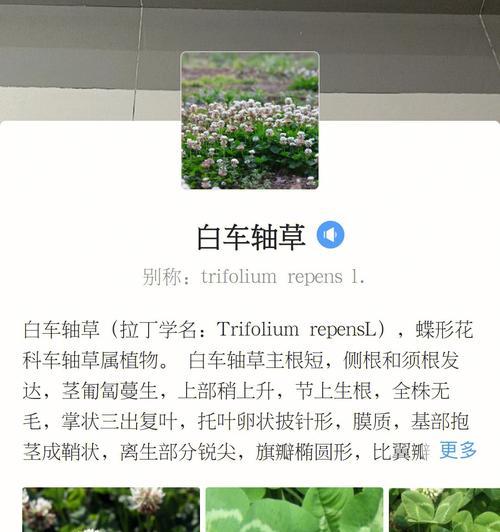 白车轴草病虫害防治全攻略（预防胜于治疗，保护作物，助力丰收）