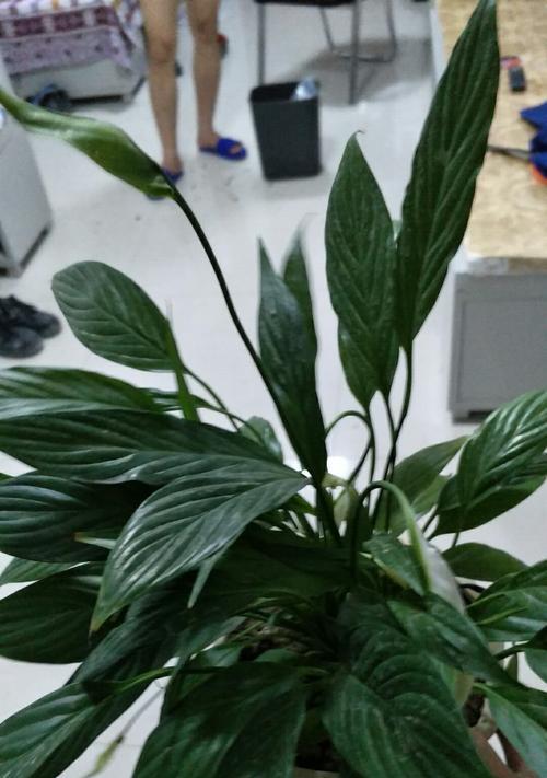 如何养活一帆风顺花（秘诀在于旺盛生长）