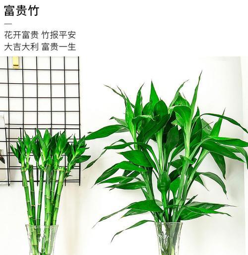 探秘富贵竹的神奇之处（做客富贵竹的玄妙世界，了解其独特习性）