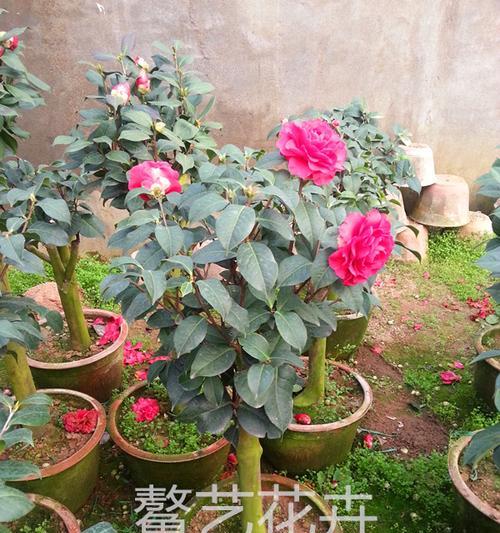 盆景山茶花主干越粗越值钱？（探究盆景山茶花的收藏价值）