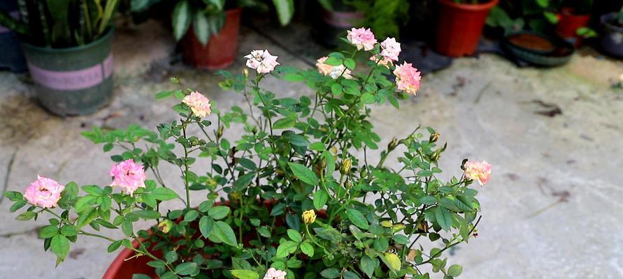 盆栽月季花的冬季养护（保持湿润环境让花儿渡过难关）