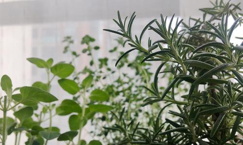 百里香种子的种植方法（如何在家里种植新鲜的百里香）