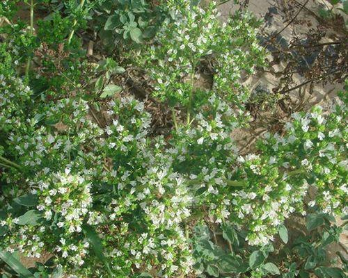 百里香种子的种植方法（如何在家里种植新鲜的百里香）