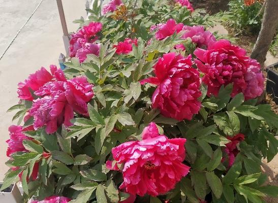 牡丹花的养殖方法（从选种到花期，教你如何养好牡丹）