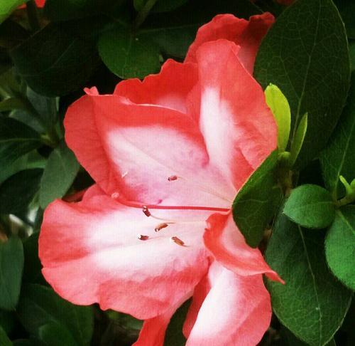 了解杜鹃花的多彩世界（杜鹃花种类、花期及养护详解）