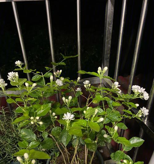 茉莉花的剪枝方法（让你的茉莉花更健康美丽）
