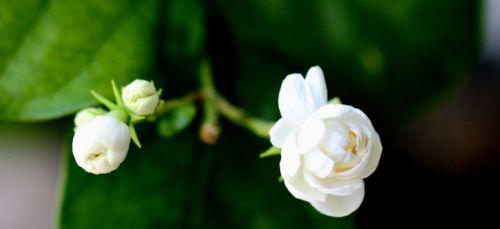 清新花香舒缓心情（分享几种清香怡人的花卉品种）