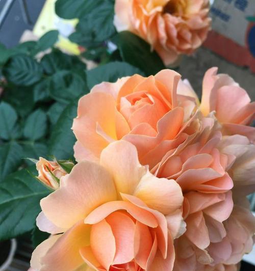 清新花香舒缓心情（分享几种清香怡人的花卉品种）