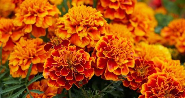 孔雀草打顶后的开花时间（探究孔雀草生长特点与开花规律）