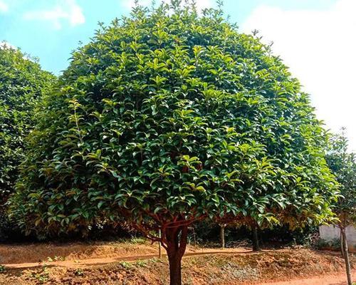 如何种植桂花树？（关注这些问题，让你的桂花树长势更健康。）