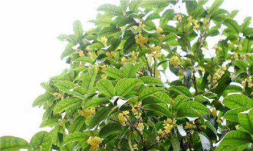 如何种植桂花树？（关注这些问题，让你的桂花树长势更健康。）