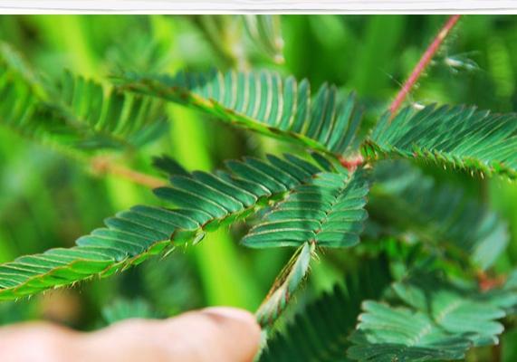 如何种植含羞草（从选地到养护，教你一步步做好种植）