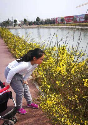 迎春花秋天修剪要点（如何正确修剪迎春花以迎接秋天的到来）