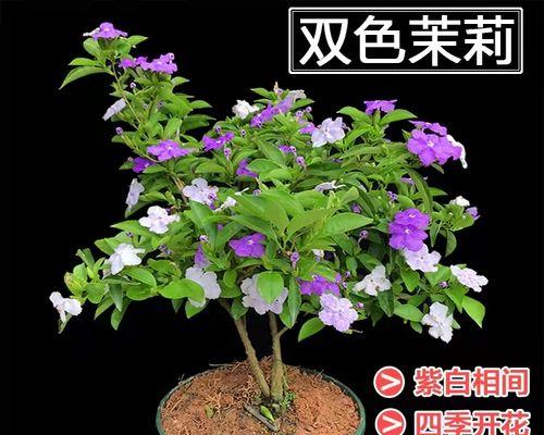 四季茉莉的种植与养护（营造宜人芳香满园繁华）