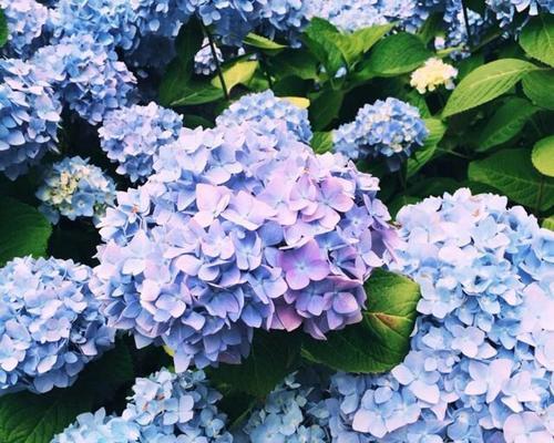 流苏花语深情浪漫（春风送暖心意绵长）