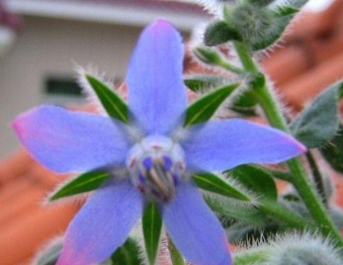 以琉璃苣的花语——探寻生命之美（以琉璃苣的花语及寓意）
