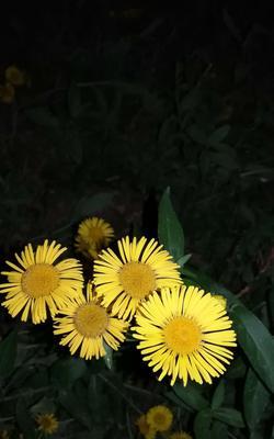 花开花落，别离的六月菊（用六月菊的花语讲述离别的故事）