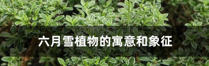 六月雪的花语-美丽而短暂的时刻（绽放、纯洁、幸福的蕾丝舞者）