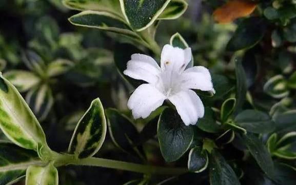六月雪（探寻六月雪的花语与寓意）