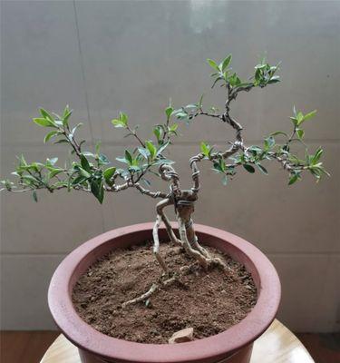 六月雪盆栽的寓意及美丽花语（一朵倔强绽放的花，传递勇气与希望）