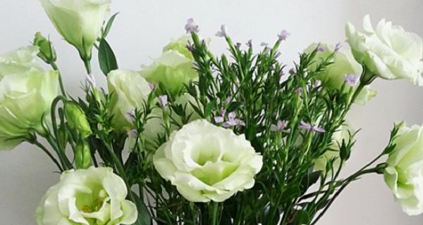 绿色洋桔梗花语——希望与坚持（探寻洋桔梗花的花语和象征意义，了解其代表的希望与坚持精神）