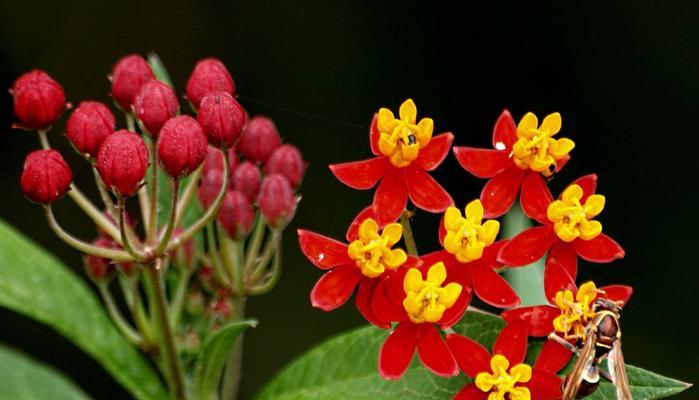 探寻以马利筋花语的深意（揭开以马利筋花语的神秘面纱）